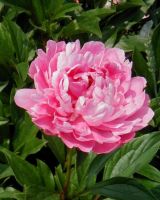 Peony Japanese Red